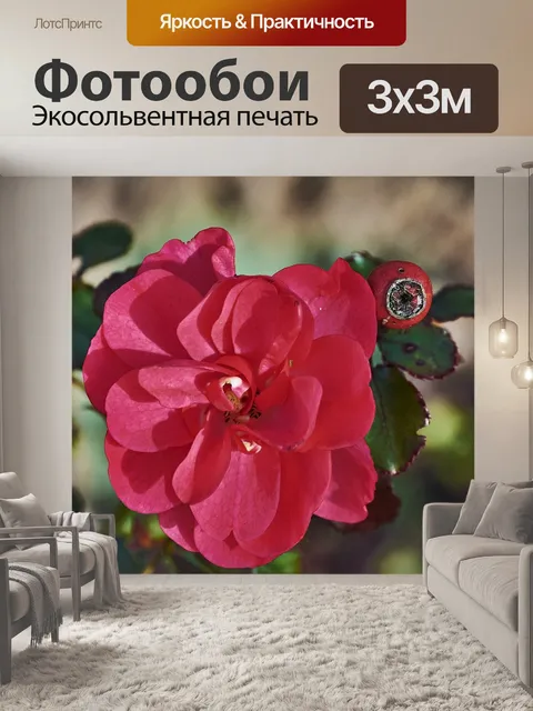 Фотообои Роза