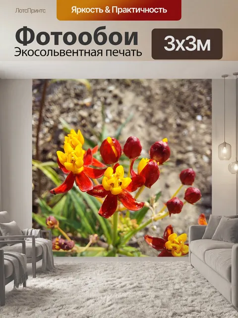 Фотообои Цветы растения молочая бабочка