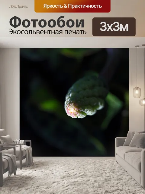 Фотообои бутоны на цветочной головке
