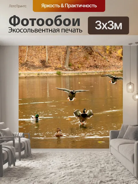 Фотообои Утки идет на посадку