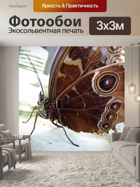 Фотообои Бабочка - экстремальный крупный план