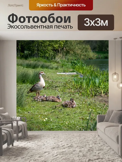Фотообои Египетский гусь, птица