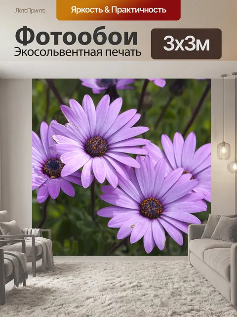 Фотообои Цветы, Фиолетовый Дейзи