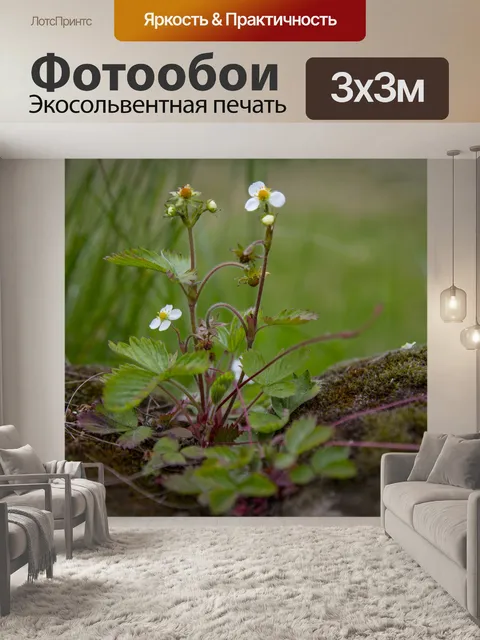 Фотообои Цветы дикой клубники
