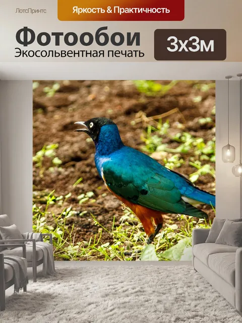 Фотообои Великолепный скворец