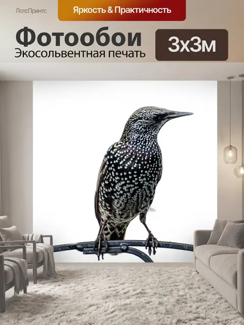 Фотообои Птица - Sturnus Vulgaris