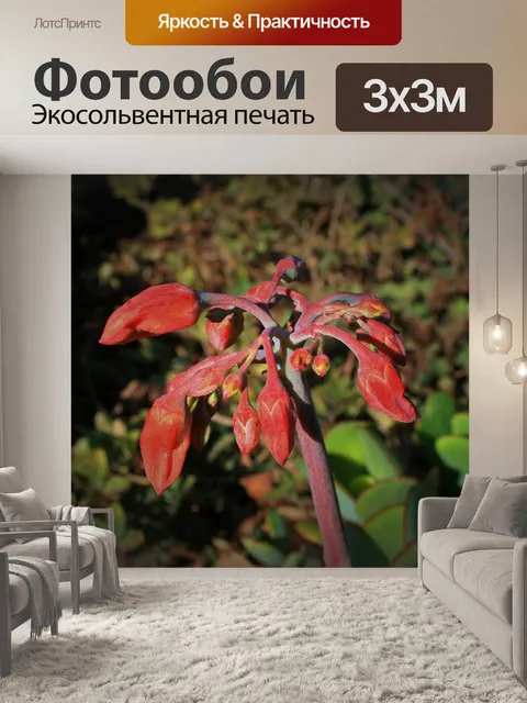 Фотообои бутоны уха свиньи сочной