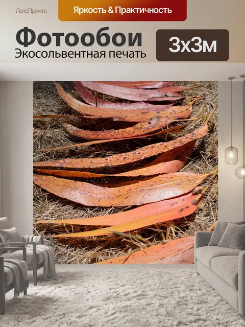 Фотообои Эвкалипт
