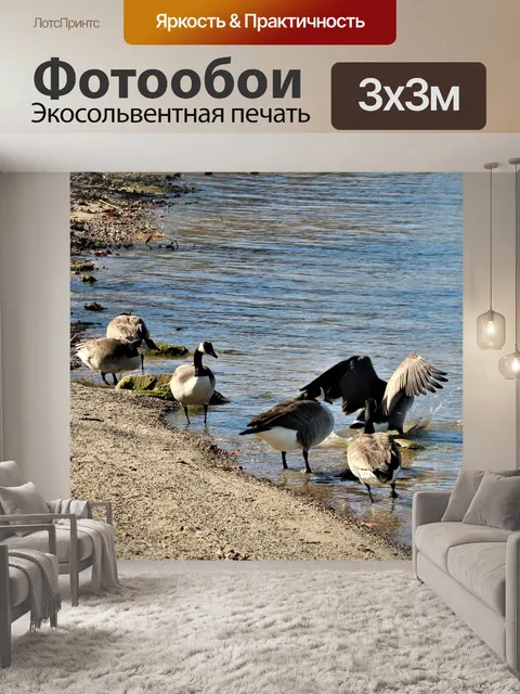 Фотообои Канадские гуси бродят по озеру