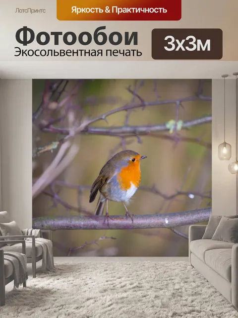 Фотообои Робин, Erithacus rubecula