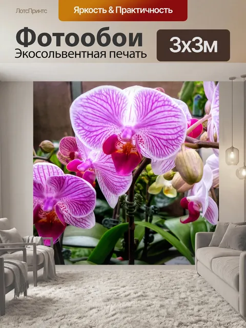 Фотообои Орхидеи