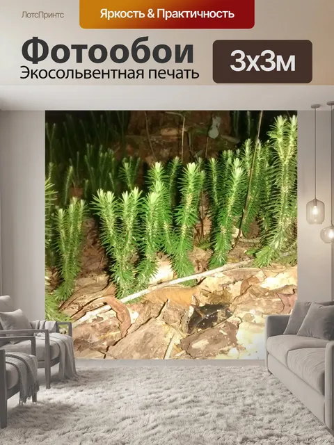 Фотообои Подлесок 2