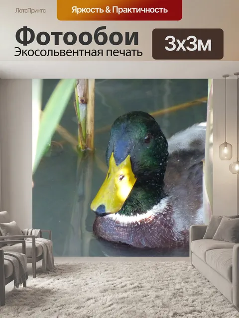 Фотообои Утка зеленым воротником