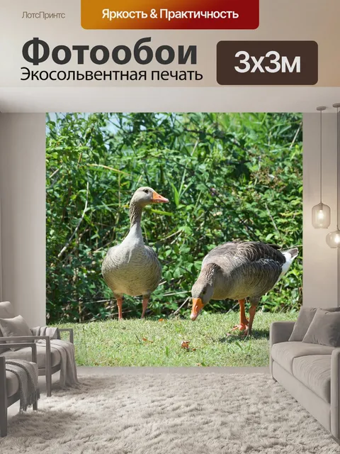 Фотообои Гуси