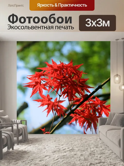 Фотообои Клен