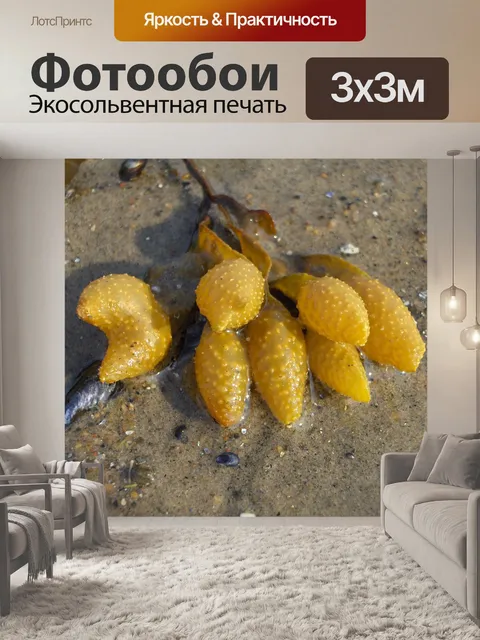 Фотообои Водоросли № 1