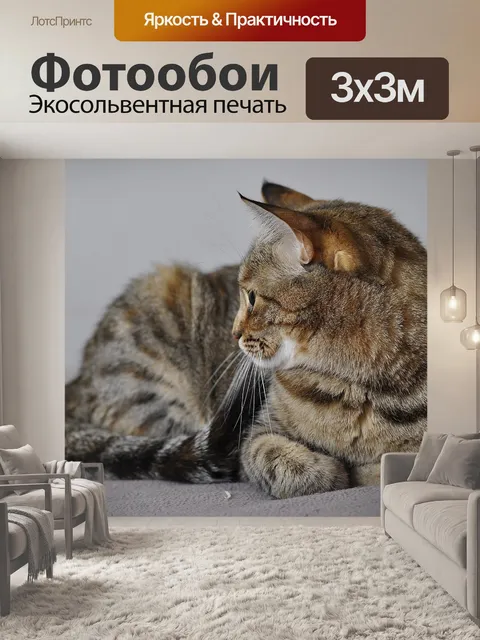 Фотообои Кошка