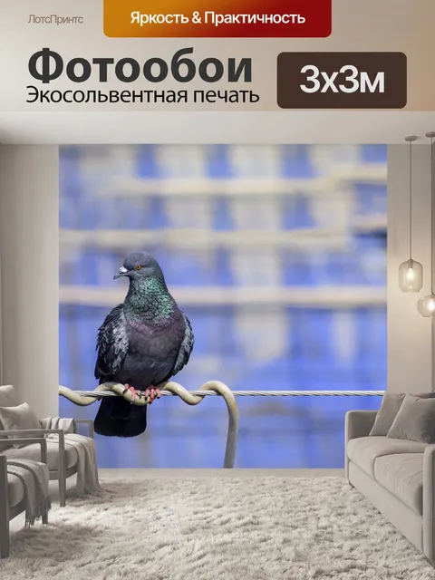 Фотообои Голубь