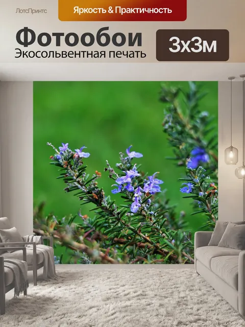Фотообои розмарин стебли с цветами