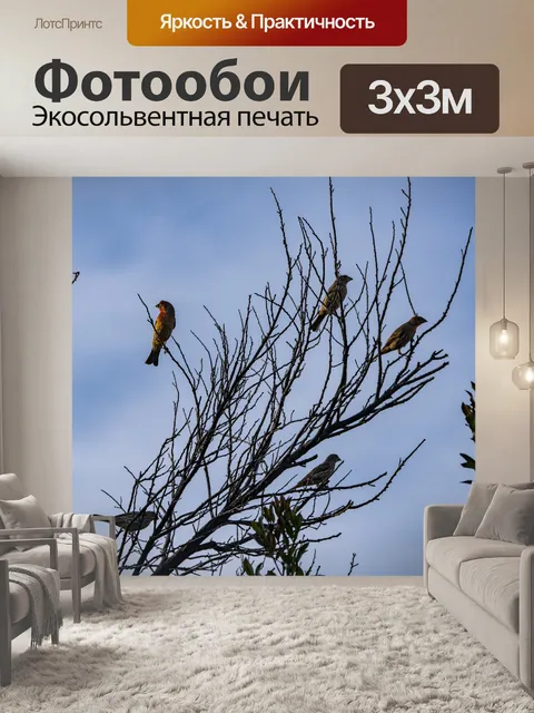 Фотообои Зяблики в дереве