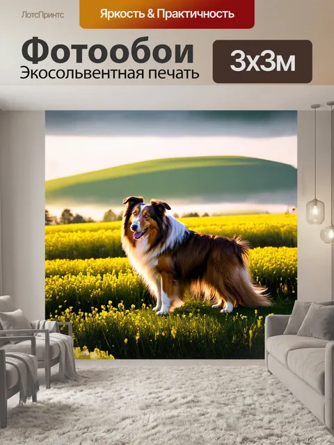 Фотообои утренний туман медленно рассеивается, и на фоне зелёного холма появляется колли с шикарной длинной шерстью