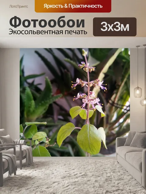 Фотообои Бэзил