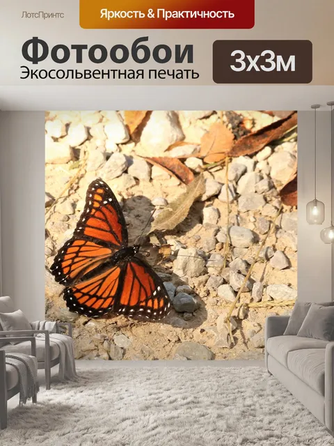 Фотообои Монарх Баттерфляй на скалах
