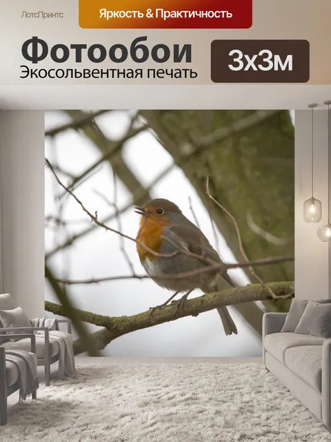 Фотообои Робин Эритакус рубекула