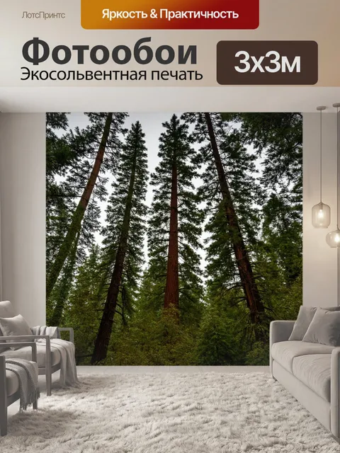 Фотообои величественный хвойный лес с величественными деревьями