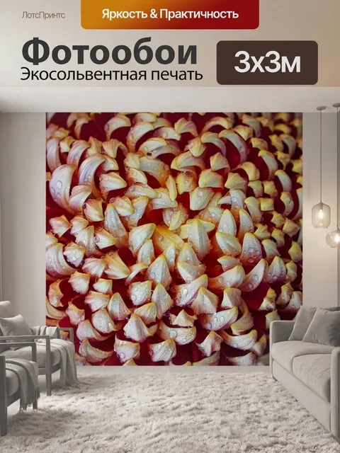 Фотообои Хризантема