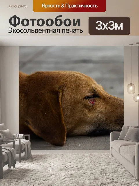 Фотообои Собака