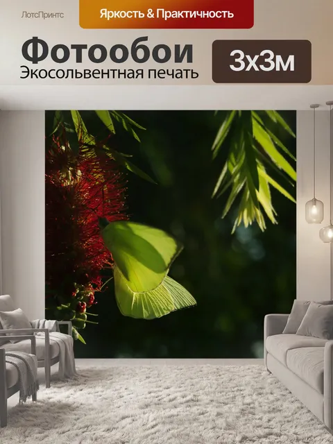 Фотообои Бабочка