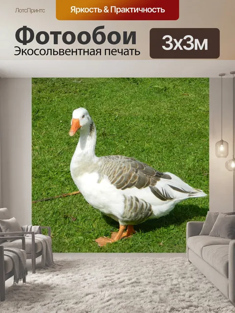 Фотообои Гусь
