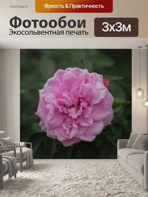 Фотообои Розовая роза