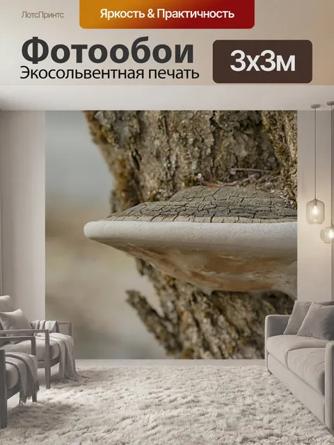 Фотообои Гриб