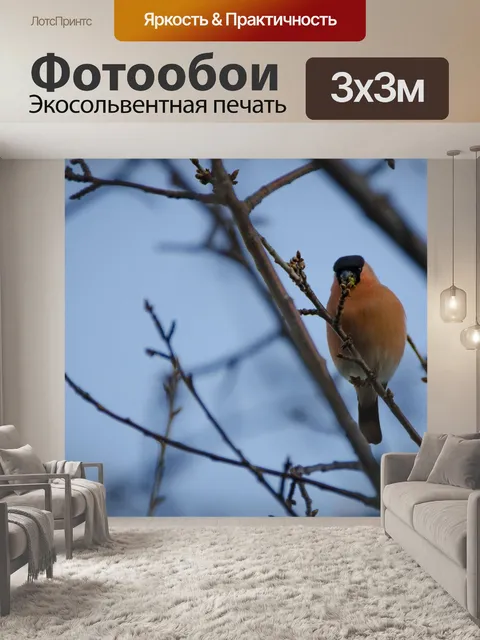 Фотообои Снегирь