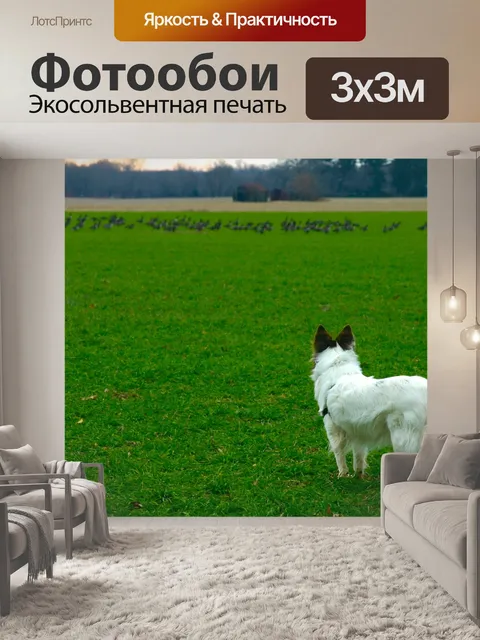 Фотообои Созерцая