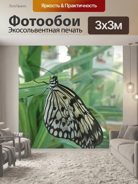 Фотообои Бабочки