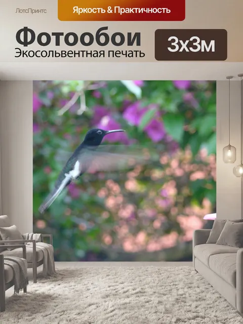Фотообои Колибри
