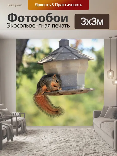 Фотообои Белка на кормушке для птиц