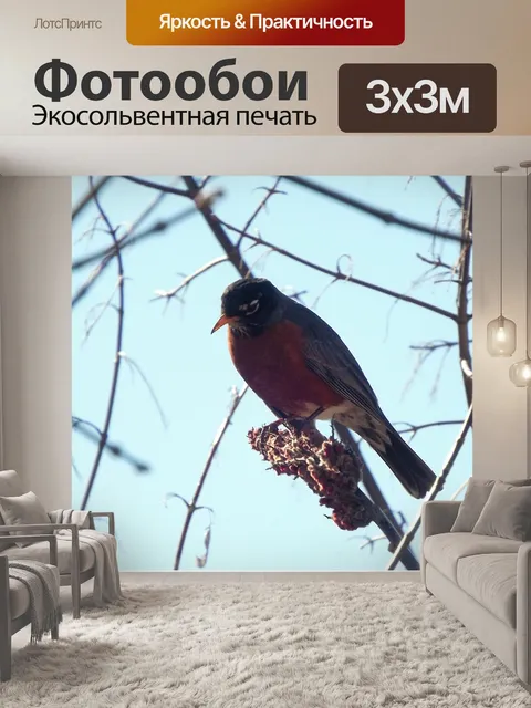 Фотообои Птицы