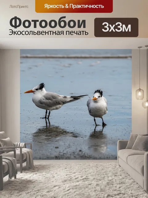 Фотообои крачки птицы в океане