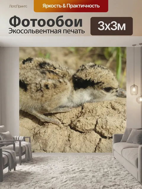 Фотообои Летать