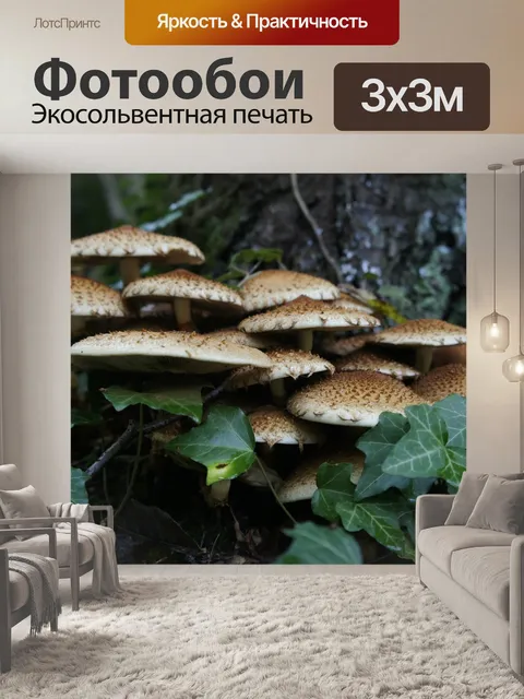 Фотообои Грибы