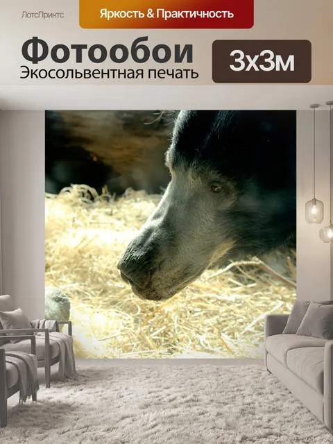 Фотообои Нос Лень Медведь