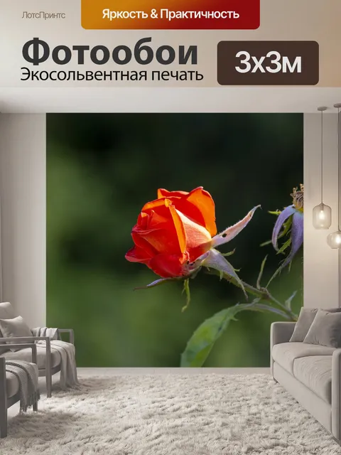 Фотообои розы