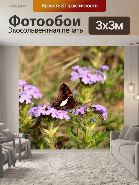Фотообои Серебряный пятнистый шкипер на цветке