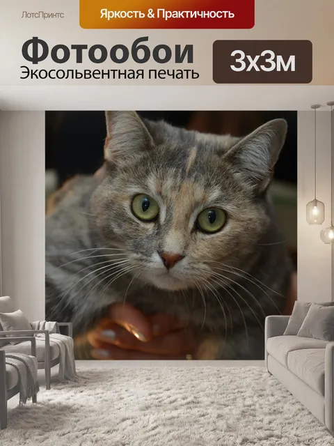 Фотообои Кошка