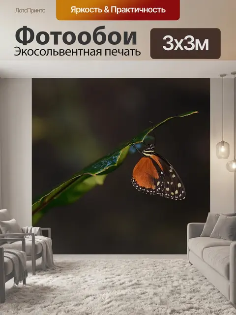 Фотообои Бабочка