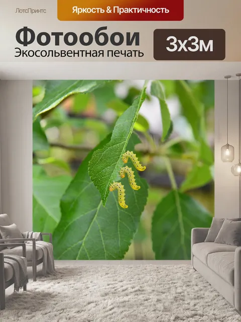 Фотообои Растительность